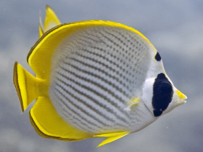 Butterfly Fish, Dogtooth Lair